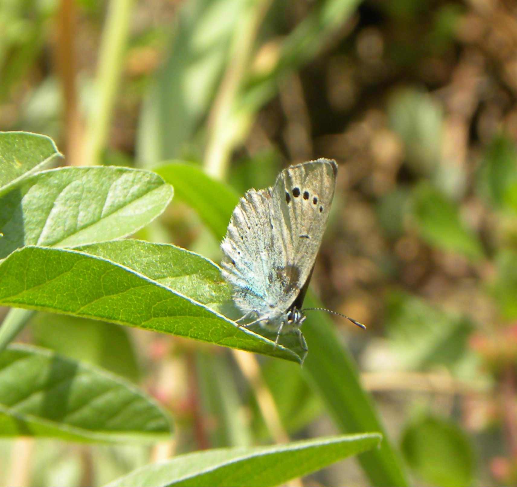 farfalla da identificare